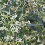 Ceballosia fruticosa Mosusu