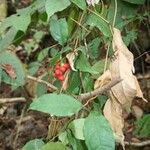 Gnetum africanum Leaf