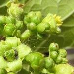 Jatropha curcas Flor