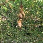 Vachellia xanthophloea Fruit