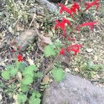 Salvia roemeriana Hábito