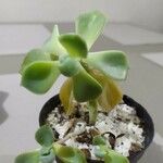 Graptopetalum paraguayenseBlad