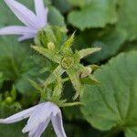 Campanula poscharskyana Altro