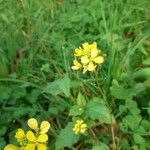 Sinapis arvensis Fula