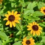 Sanvitalia procumbens Fula