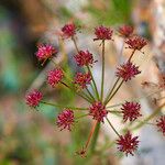 Oenanthe lachenalii 整株植物