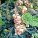 Humulus lupulus Gyümölcs