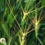 Aegilops neglecta Feuille