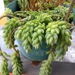 Sedum morganianumΦύλλο