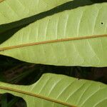 Conchocarpus nicaraguensis Bark