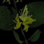 Lonicera quinquelocularis Агульны выгляд