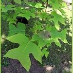 Liriodendron chinense Folha