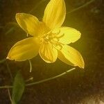 Zephyranthes citrina 花