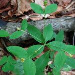 Euphorbia carniolica Folha