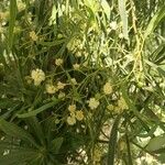 Acacia salicina Blomma