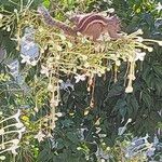 Millingtonia hortensis Blomst