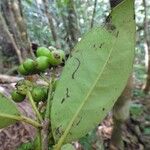 Hedycarya cupulata Vrucht