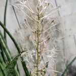 Sansevieria hyacinthoides Blad