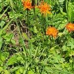 Crepis aurea Çiçek
