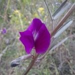 Lathyrus hirsutus 花