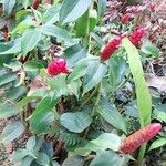 Costus spicatus Fuelha