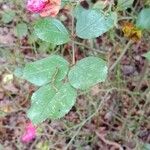 Rosa pendulina Hoja