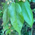 Guazuma ulmifolia 葉
