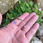 Campanula divaricata 花