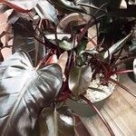 Philodendron erubescens 樹皮