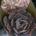 Echeveria shaviana برگ