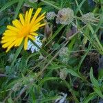 Buphthalmum salicifolium Flor