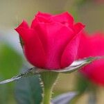 Rosa pendulina Otro