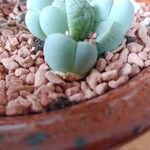 Lapidaria margaretae Hoja