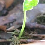 Polypodium californicum Hoja