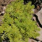 Sedum reflexum Φύλλο