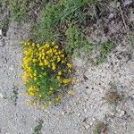 Coronilla minima Habitatea