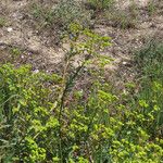 Euphorbia terracina Habit