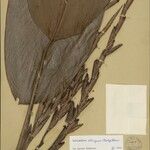 Ischnosiphon obliquus 花