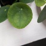 Pilea peperomioidesBlad