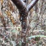 Rhus copallinum Bark