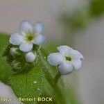 Myosotis speluncicola Flower