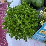 Hebe cupressoides 葉
