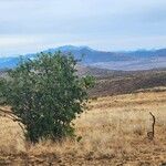 Vangueria madagascariensis Alkat (teljes növény)