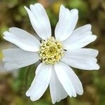 Achillea barrelieri Λουλούδι