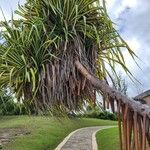 Pandanus tectoriusHoja