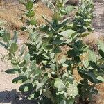 Calotropis procera आदत