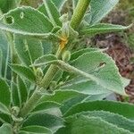 Verbascum sinaiticum Blatt