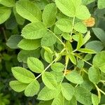 Rosa corymbifera Hoja