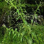 Carduus crispus Habit