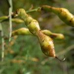 Genista scorpius Fruit